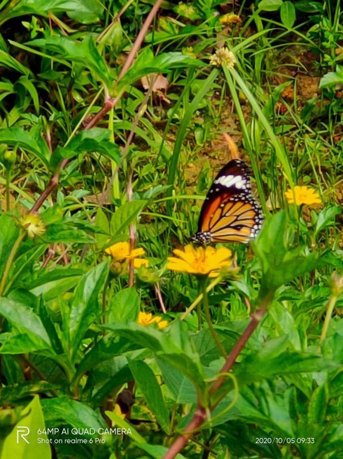 Phayam Valley Koh Phayam Dış mekan fotoğraf